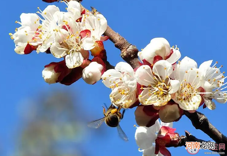 古代被称为及第花|哪种花在古代被称为及第花 蚂蚁庄园9月14日答案最新