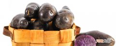 紫土豆是转基因的吗