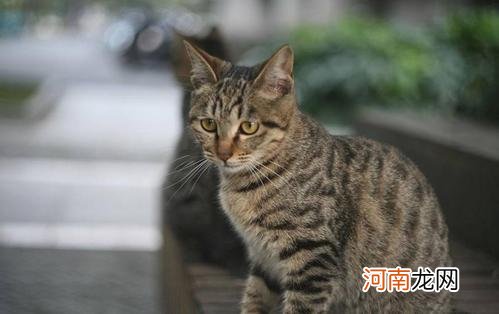 猫咪智商排行榜前五品种 智商最高的猫