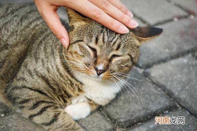 猫咪智商排行榜前五品种 智商最高的猫