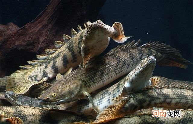 虎纹恐龙王鱼多少钱一条 虎纹恐龙王鱼