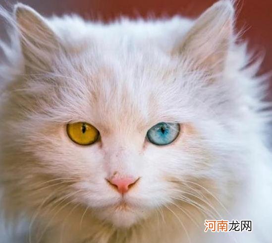 世界上活得最久的猫多少钱一只 寿命最长的猫