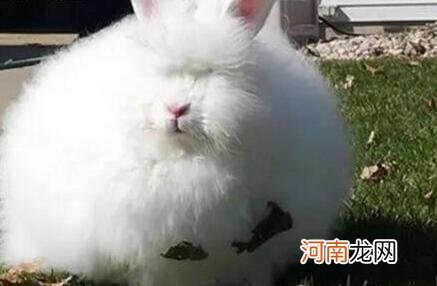 安哥拉兔最大能长到多少斤 安哥拉兔寿命