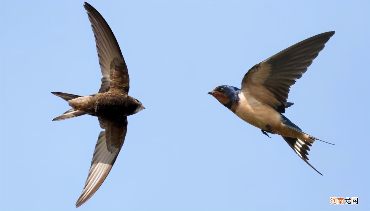 尖尾雨燕飞行速度最快352.5千米/小时 飞行最快的鸟