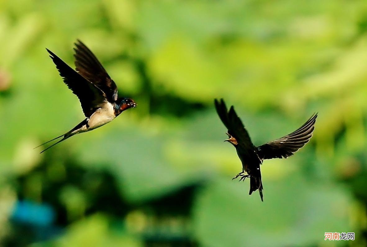尖尾雨燕飞行速度最快352.5千米/小时 飞行最快的鸟