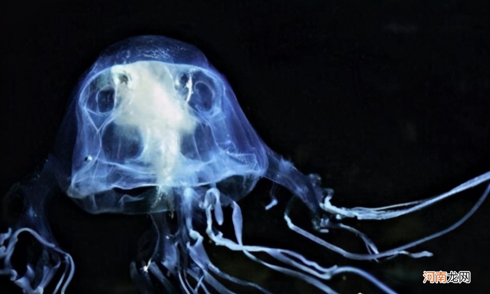 世界上最恐怖的水母是什么 最恐怖水母