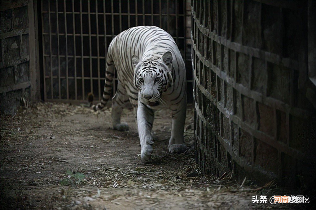 世界上体型最大的猫科动物 体型最大的猫科动物