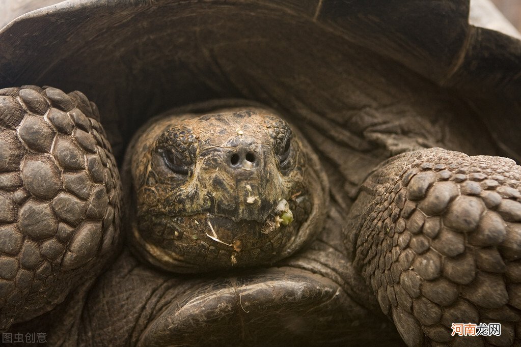 目前寿命最长的龟——象龟 寿命最长的龟