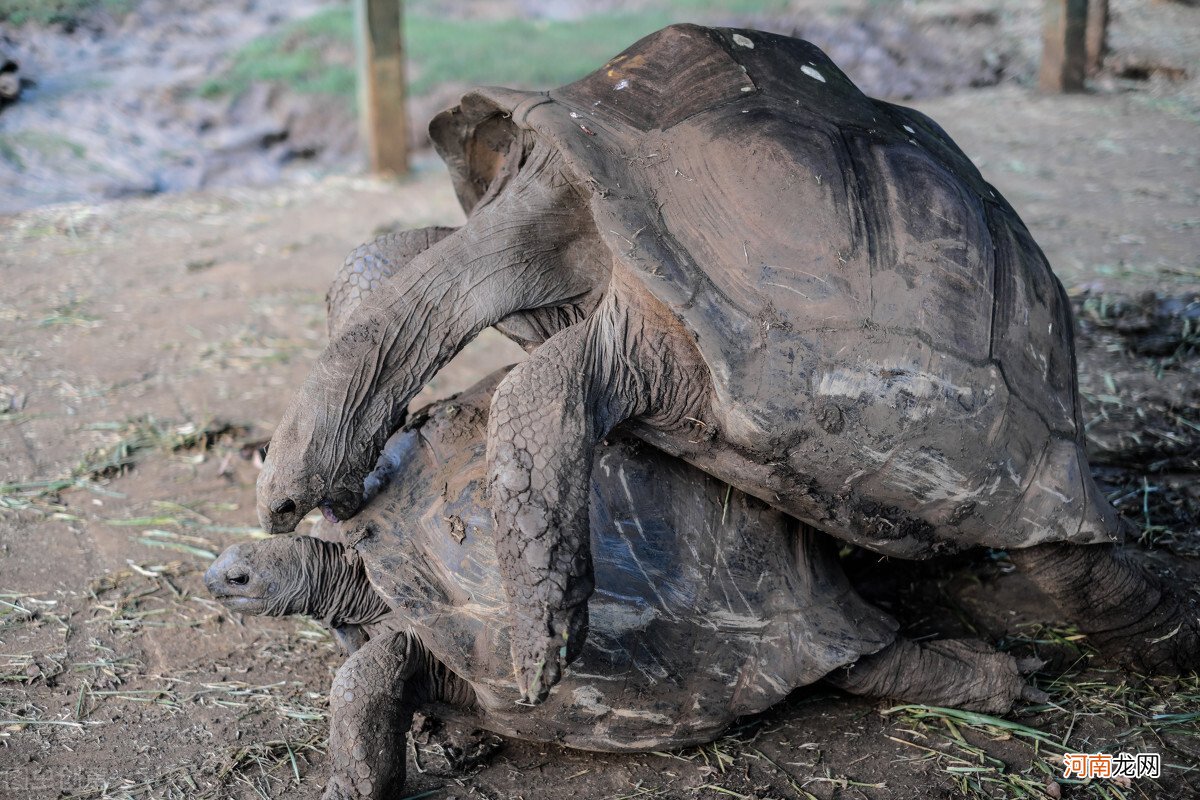 目前寿命最长的龟——象龟 寿命最长的龟