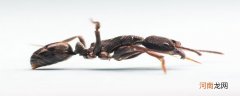 蚂蚁是脊椎动物吗