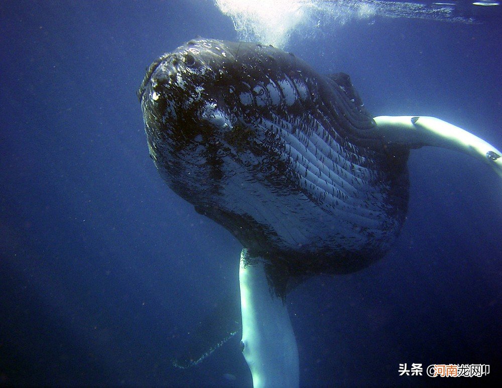 最大鲸鱼有多长有多重有多大 最大鲸鱼