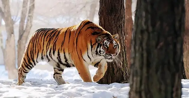 目前最大的老虎是哪个老虎 最大老虎——东北虎