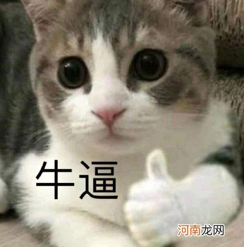 目前最大的猫是什么品种 最大的猫