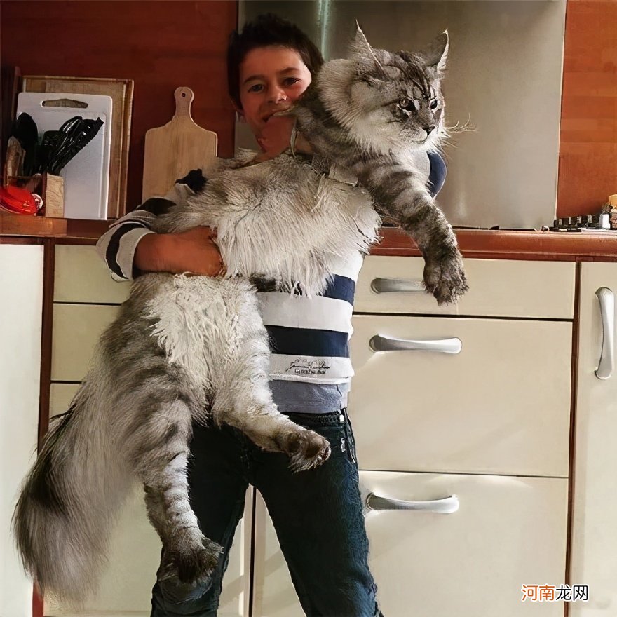 目前最大的猫是什么品种 最大的猫