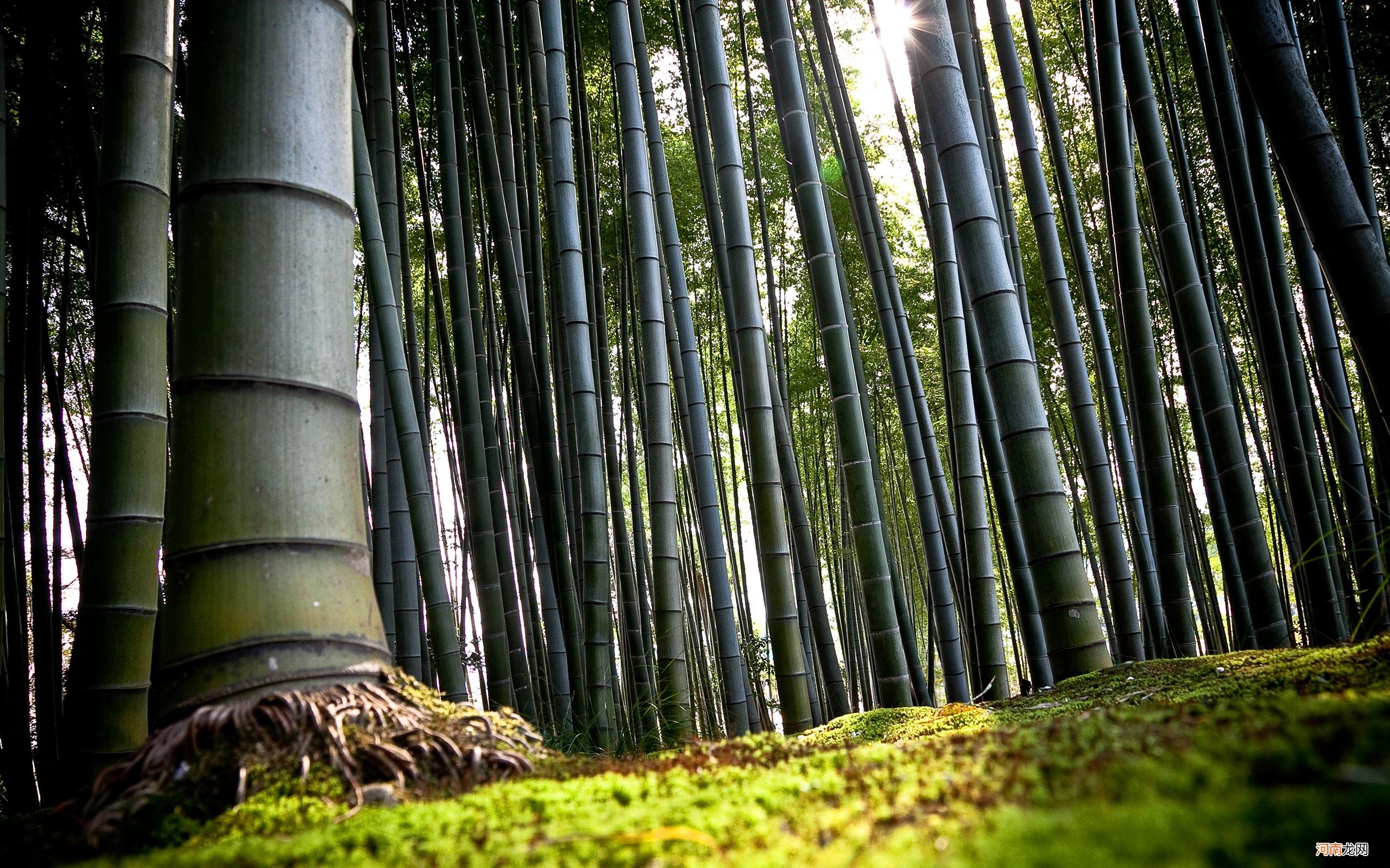 竹子开始生长慢后来生长快 竹子生长速度