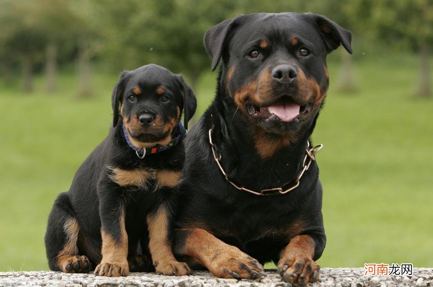 世界十大恶犬最新排行 世界十大恶犬