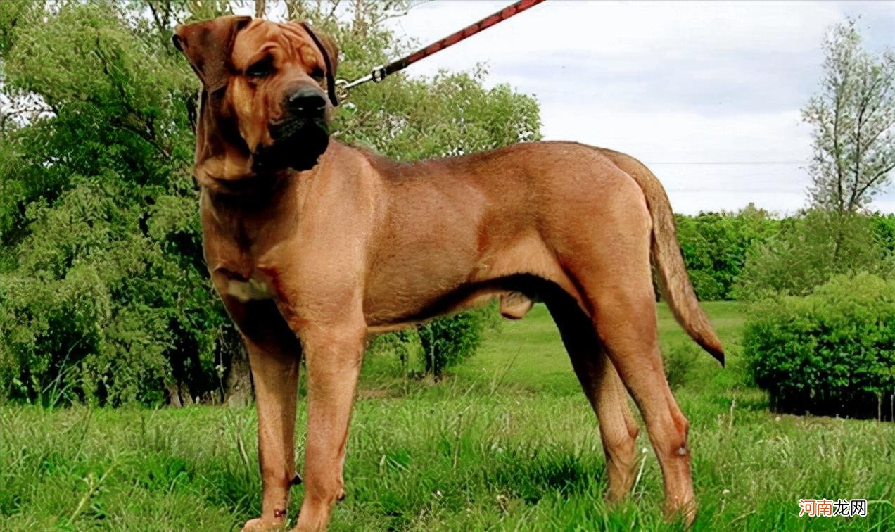 世界十大恶犬最新排行 世界十大恶犬
