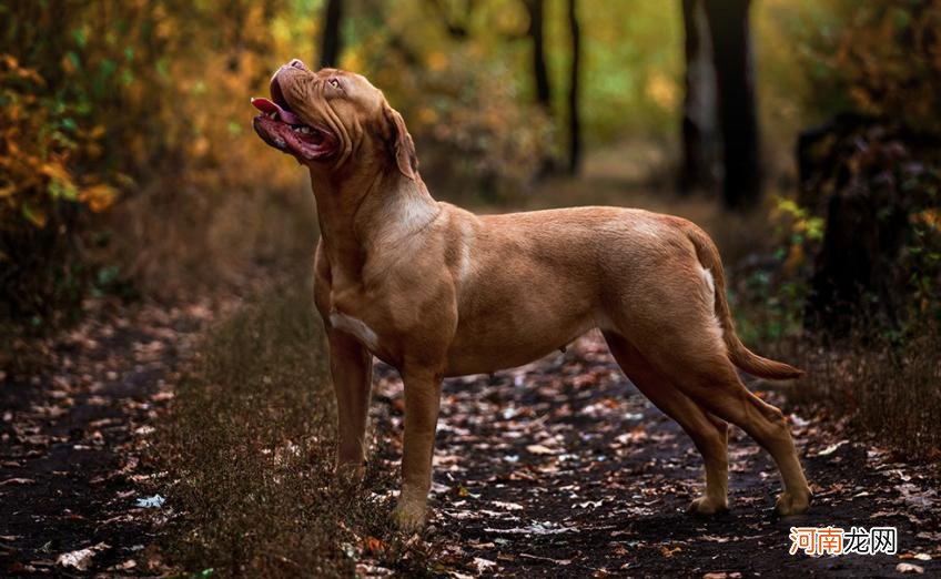 世界十大恶犬最新排行 世界十大恶犬