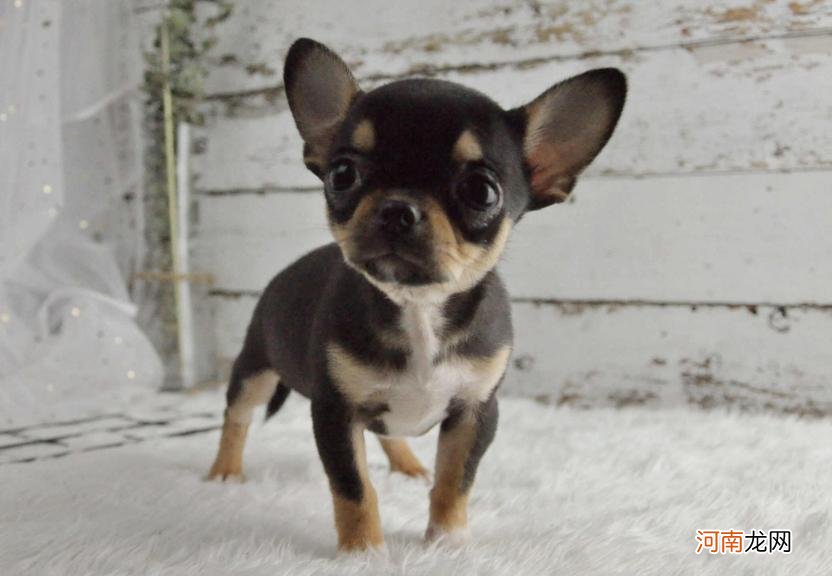 世界最小的狗狗品种 世界最小的狗是什么品种