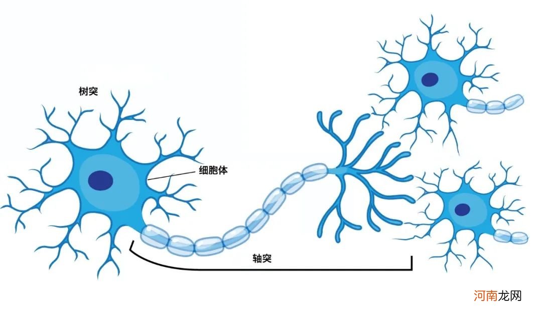 猩猩的智商相当于人几岁 猩猩的智商