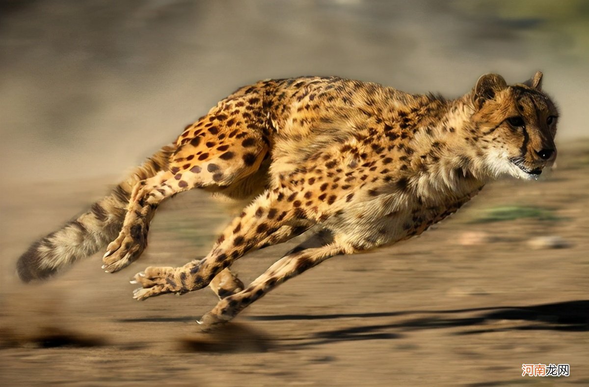 为什么猎豹跑得那么快 猎豹的速度