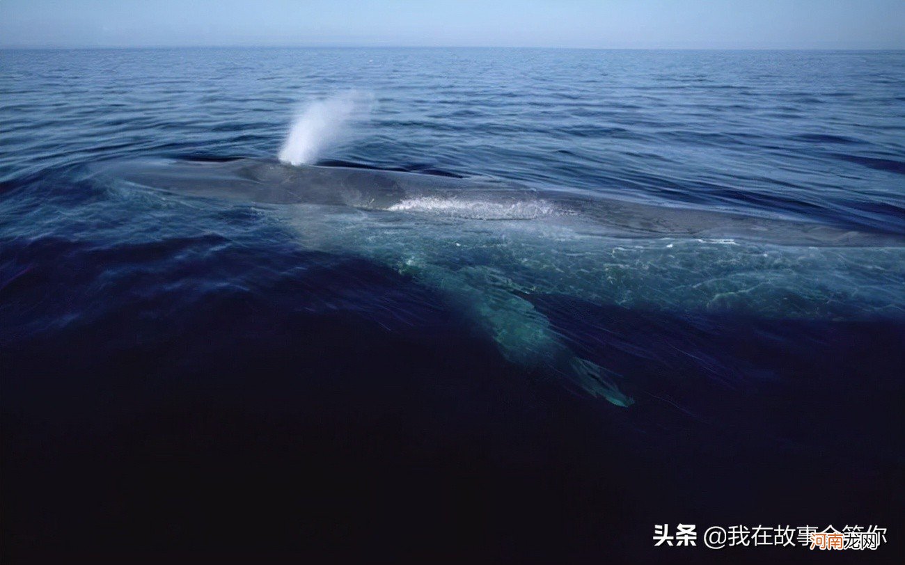 最大的鲸鱼是蓝鲸还是抹香鲸 最大的鲸鱼