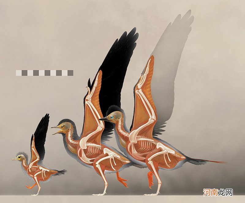 鸟类的祖先是什么动物 鸟类的祖先