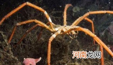 海底两万里巨型海蜘蛛长什么样子 巨型海蜘蛛