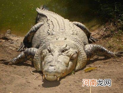 最大的鳄鱼是哪种鳄鱼 最大的鳄鱼