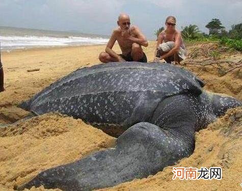 世界上最大的海龟有多大 最大的海龟