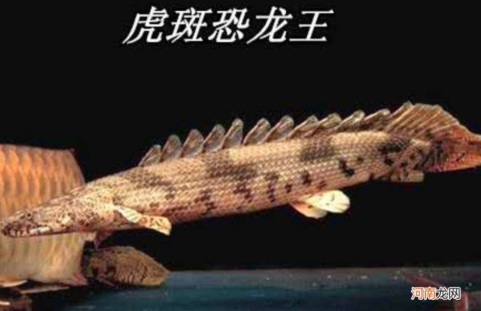 虎纹恐龙鱼能长多大怎么样 虎纹恐龙鱼
