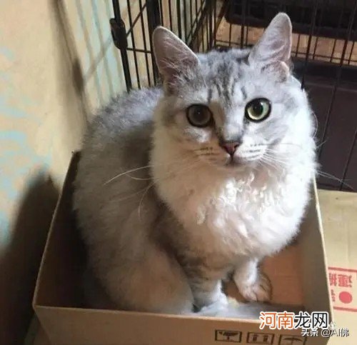 体型小的猫有哪些品种 体型小的猫