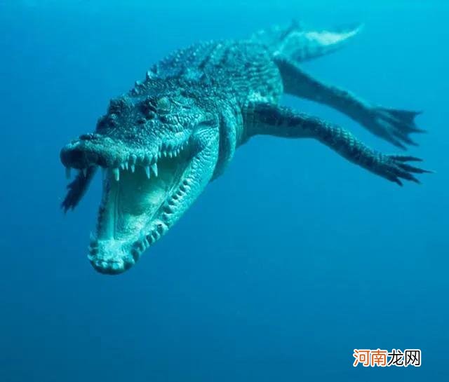 世界上最大鳄鱼是什么鳄鱼 世界上最大鳄鱼