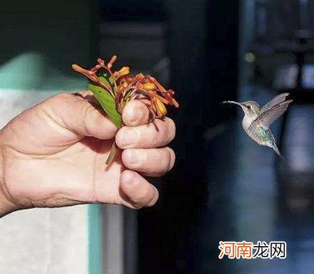 蜂鸟世界上最小的一种鸟 蜂鸟最小的鸟