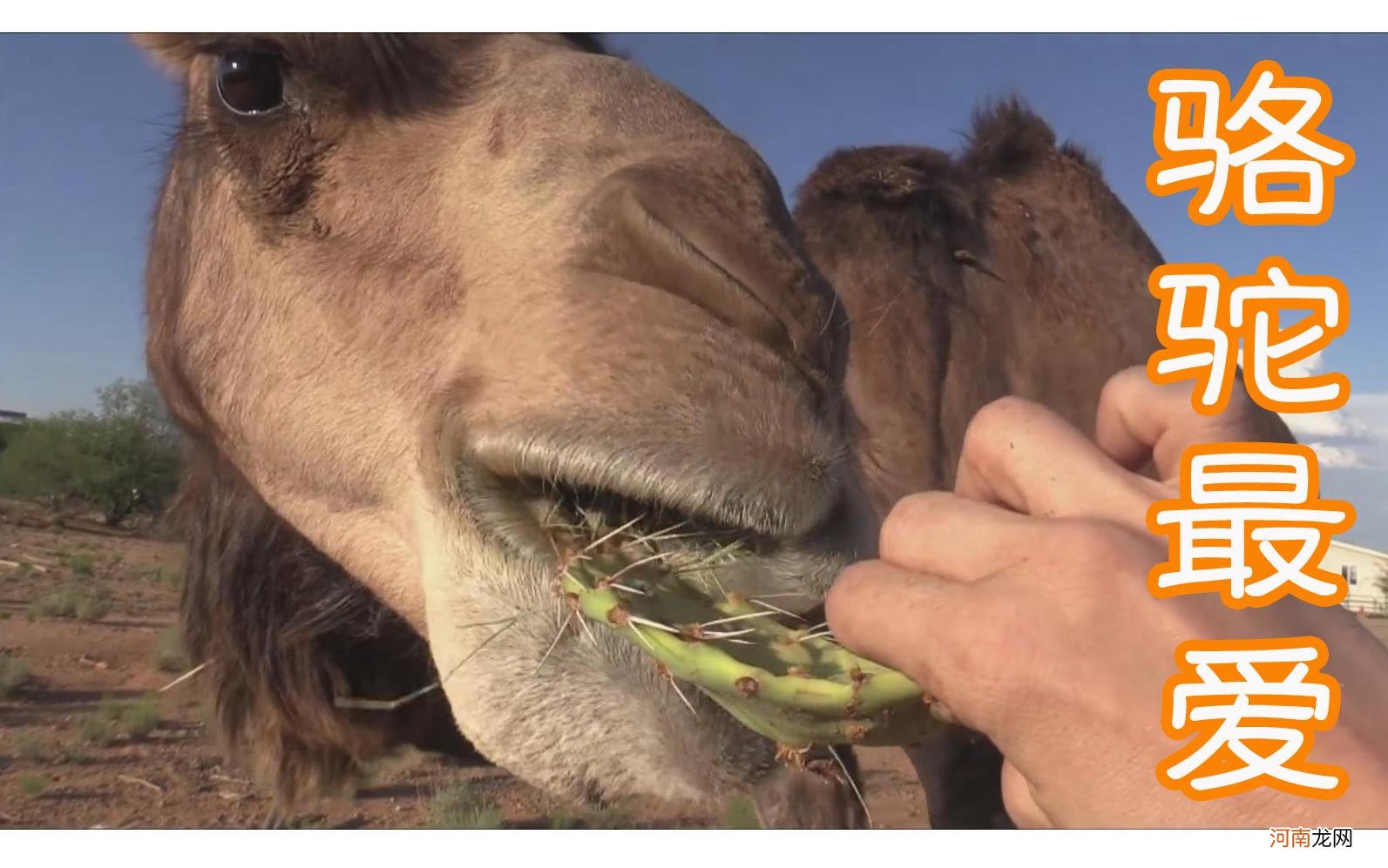 骆驼吃仙人掌为什么不会被刺到 骆驼吃仙人掌