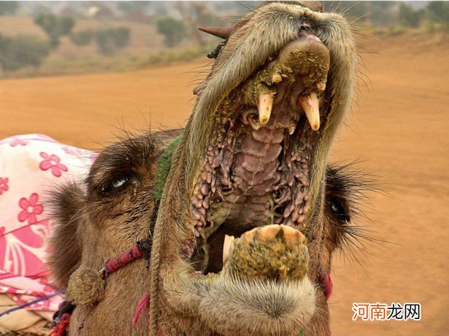 骆驼吃仙人掌为什么不会被刺到 骆驼吃仙人掌