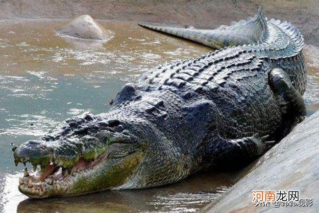 目前世界上最大的鳄鱼到底有多大 最大的鳄鱼有多大