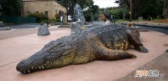目前世界上最大的鳄鱼到底有多大 最大的鳄鱼有多大
