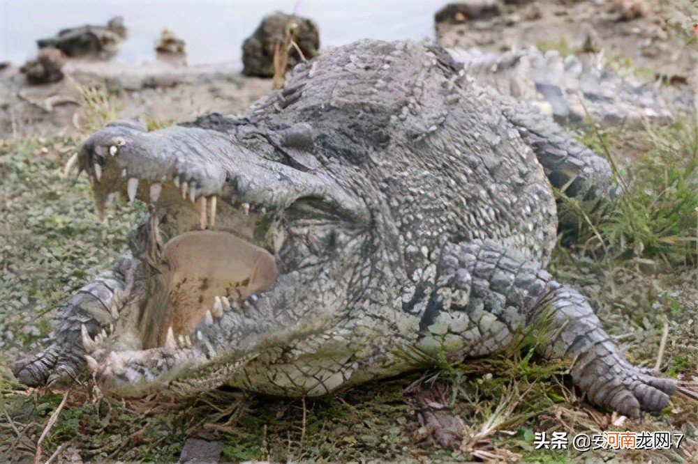 世界上最大的鳄鱼有多大多长多重 世界上最大的鳄鱼