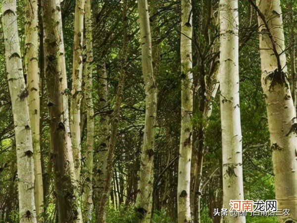 中国最硬的木头是什么木 最硬的木头