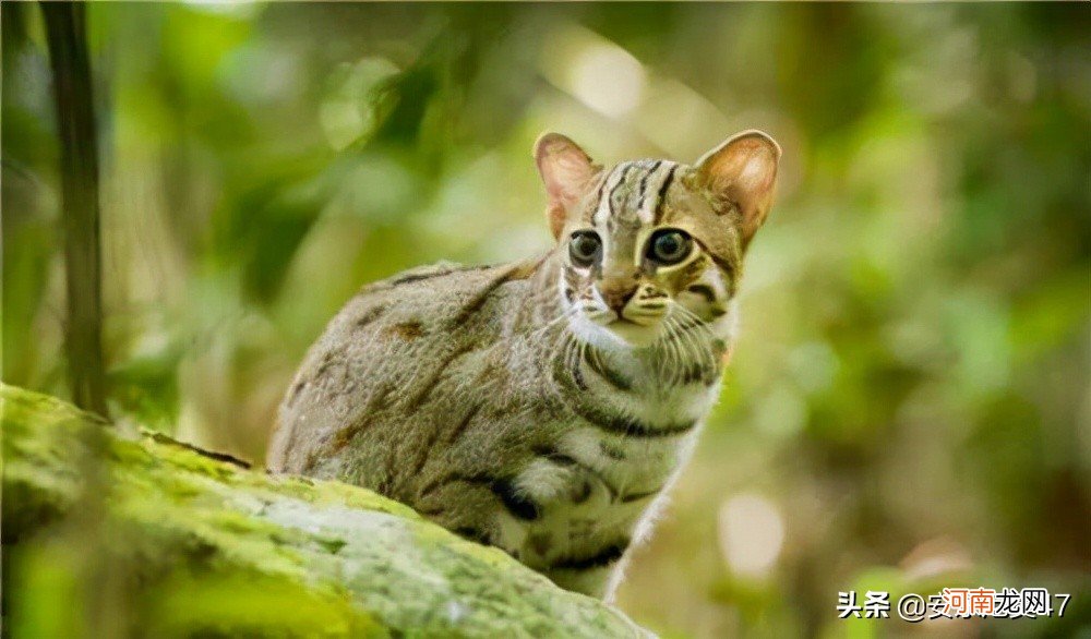 体型最小的猫是什么品种 最小的猫品种