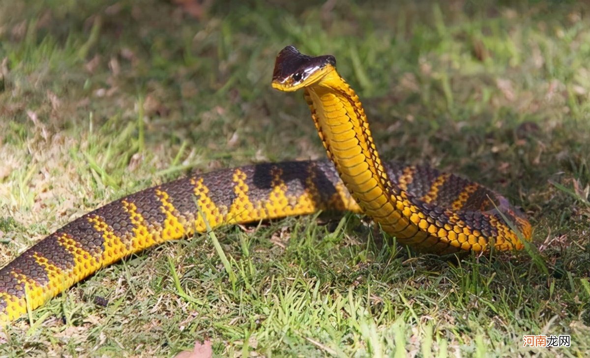 世界第一大毒蛇是什么蛇 世界第一毒蛇