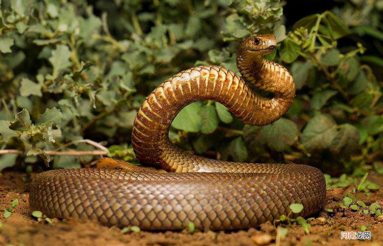 世界第一大毒蛇是什么蛇 世界第一毒蛇