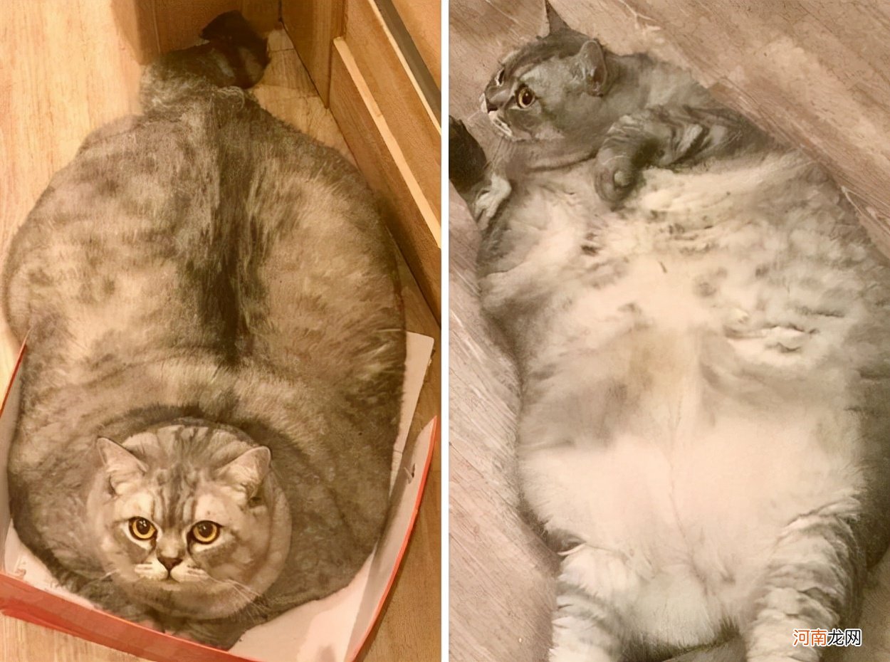 吉尼斯世界纪录最胖的猫 最胖的猫