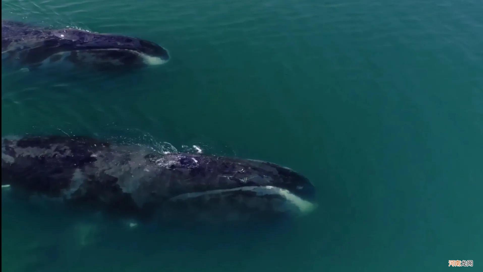 远古最大的鲸鱼是什么鲸 最大的鲸