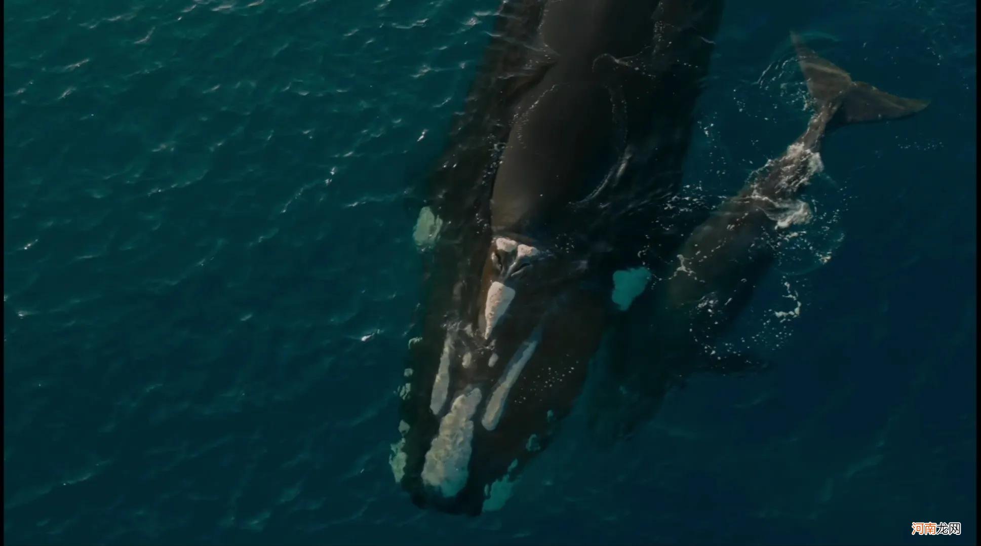 远古最大的鲸鱼是什么鲸 最大的鲸