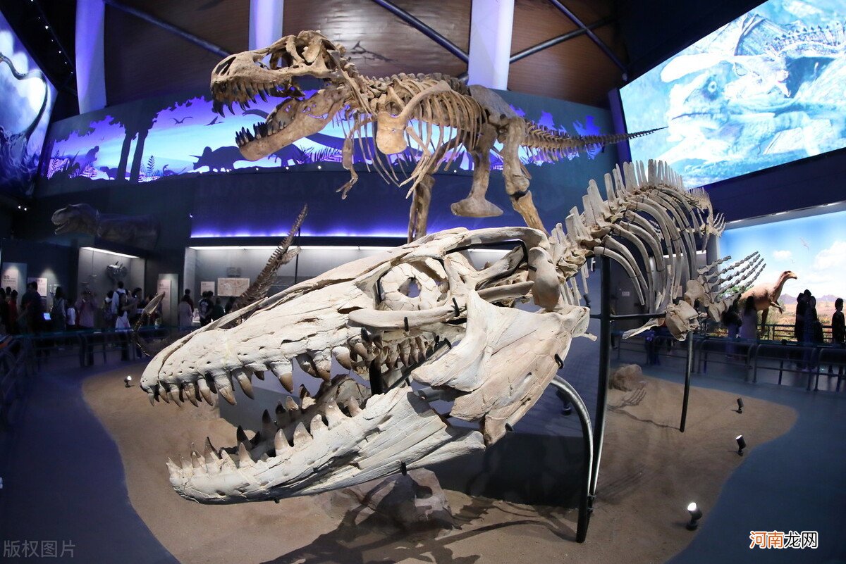 凶猛的大型食肉恐龙有哪些 食肉恐龙有哪些