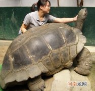 世界上活得最长的乌龟多少岁 寿命最长的乌龟