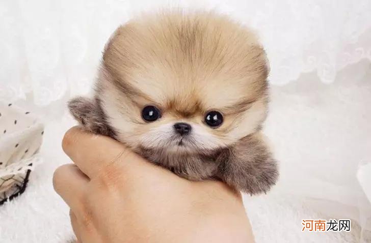 世界上最小的狗是什么品种 世界上最小的狗
