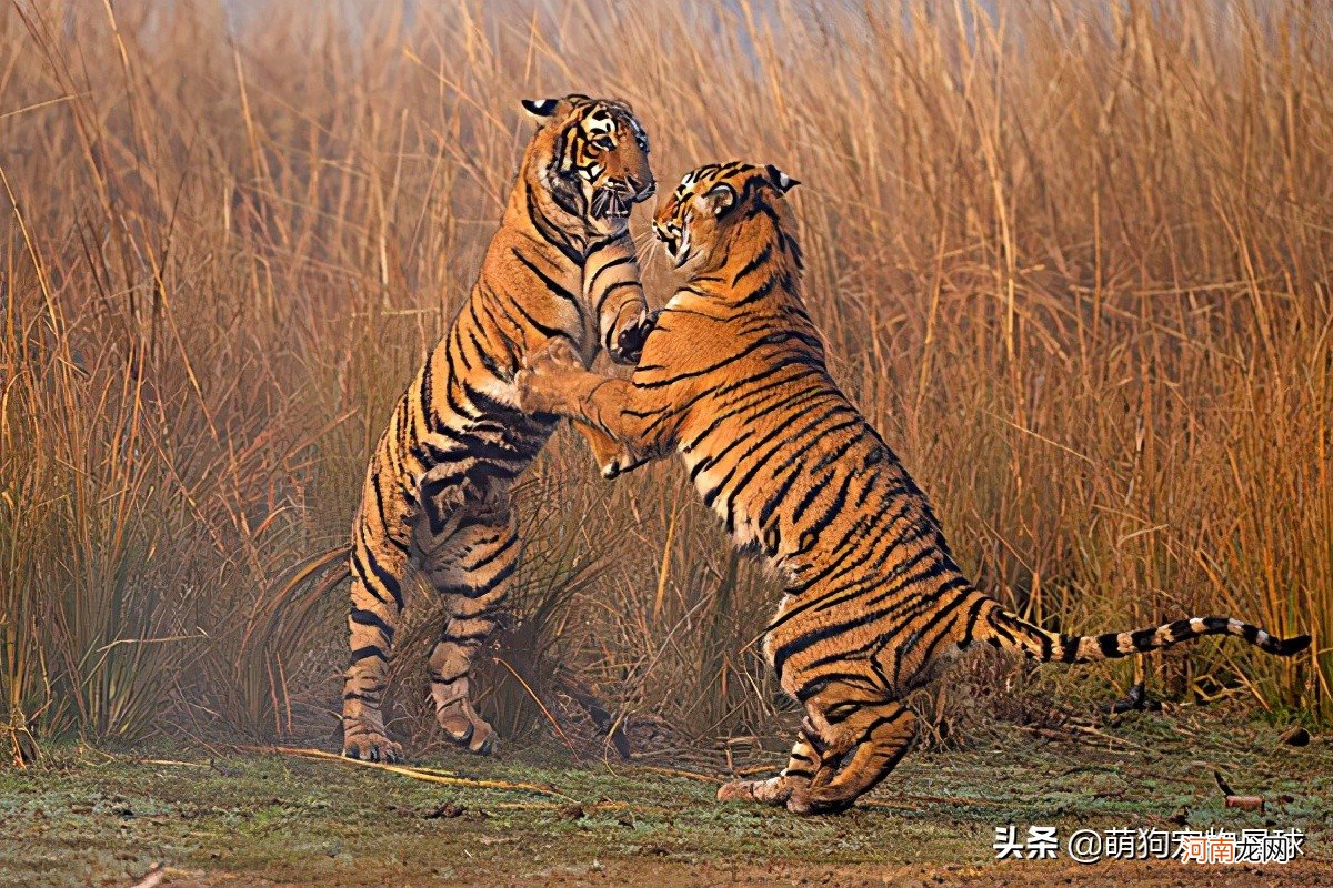 世界上记录过最大的老虎 世界上最大的老虎是什么老虎